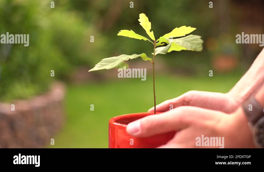 Oak young tree pot Stock Videos & Footage HD and 4K Video Clips Alamy