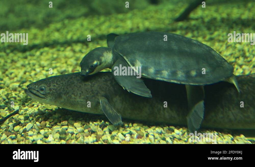 Eel and turtle Stock Videos & Footage - HD and 4K Video Clips - Alamy