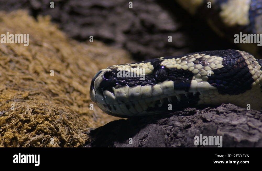 Carpet python head Stock Videos & Footage HD and 4K Video Clips Alamy