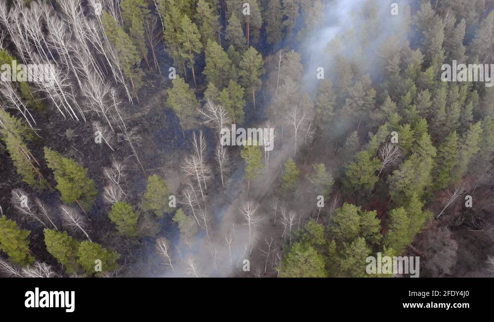 Wildfire, burning trees, fields, smoke. Hot summer weather Stock Video