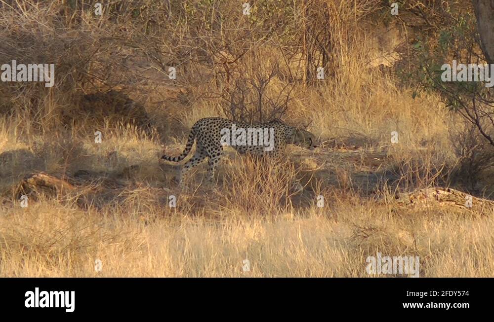 Cheetah marking Stock Videos & Footage HD and 4K Video Clips Alamy