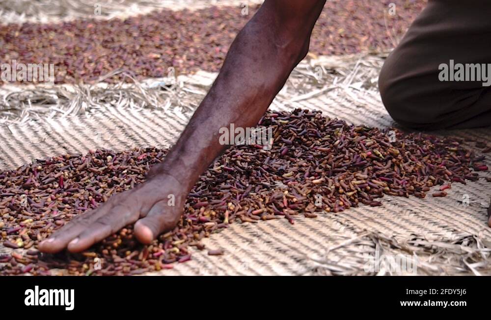Zanzibar clove Stock Videos & Footage HD and 4K Video Clips Alamy