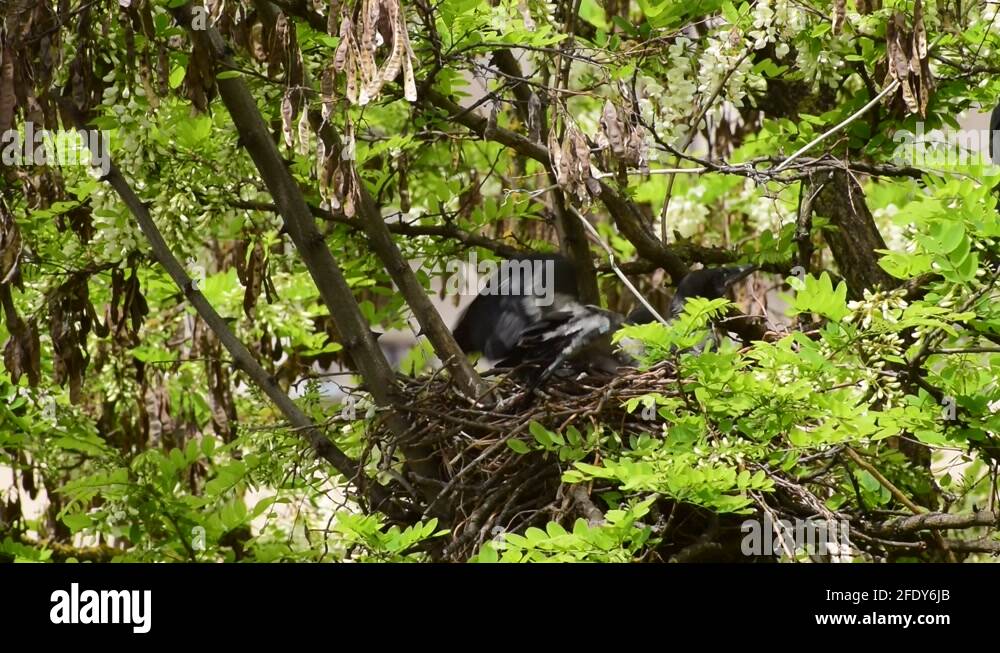 Bird flap Stock Videos & Footage - HD and 4K Video Clips - Alamy