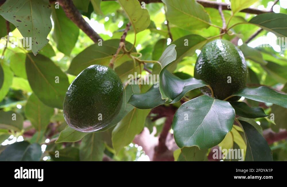 Mexico avocado plantation Stock Videos & Footage HD and 4K Video