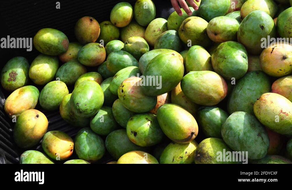 Mango piles Stock Videos & Footage HD and 4K Video Clips Alamy