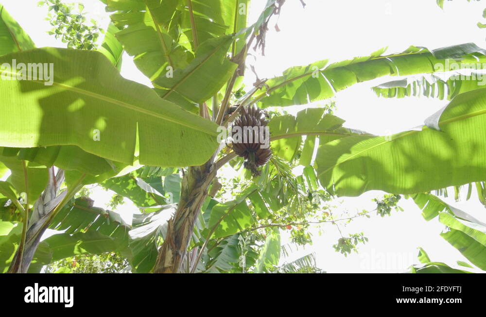 Banana farming in tanzania africa Stock Videos & Footage HD and 4K