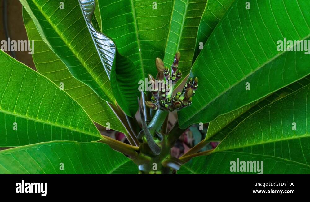 Budding plumeria Stock Videos & Footage HD and 4K Video Clips Alamy