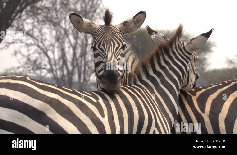 Wild animals africa Stock Videos & Footage - HD and 4K Video Clips - Alamy