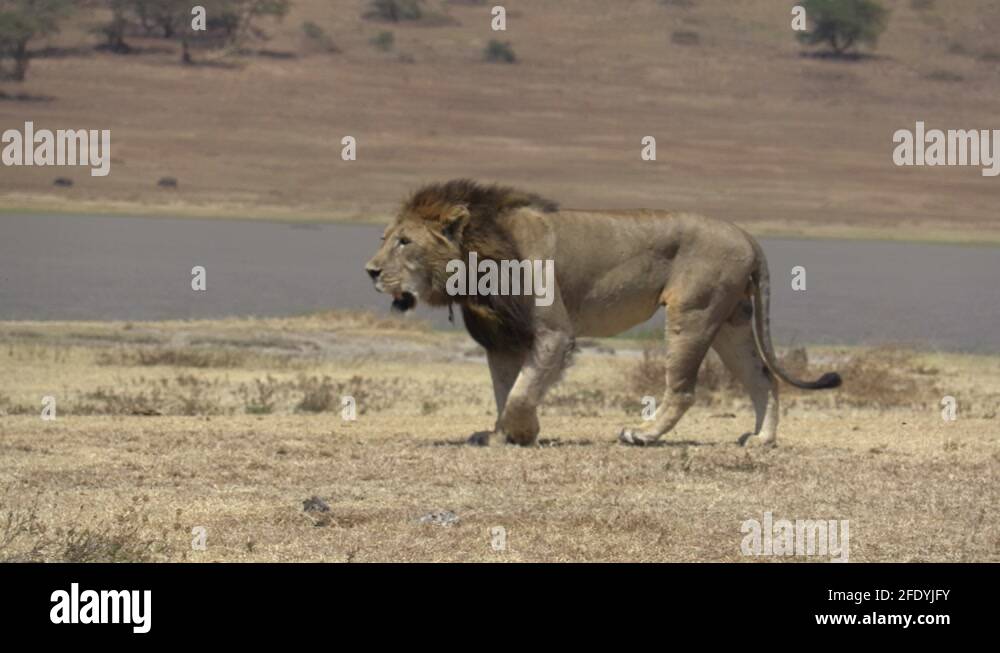 Power lion Stock Videos & Footage - HD and 4K Video Clips - Alamy
