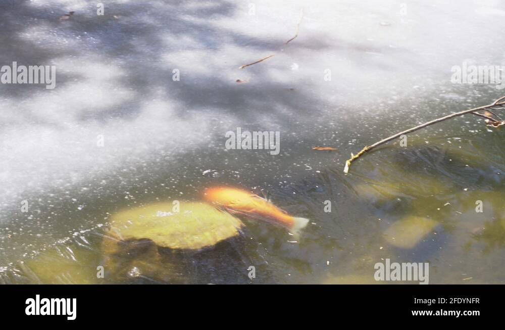 Frozen fish pond garden Stock Videos & Footage HD and 4K Video Clips