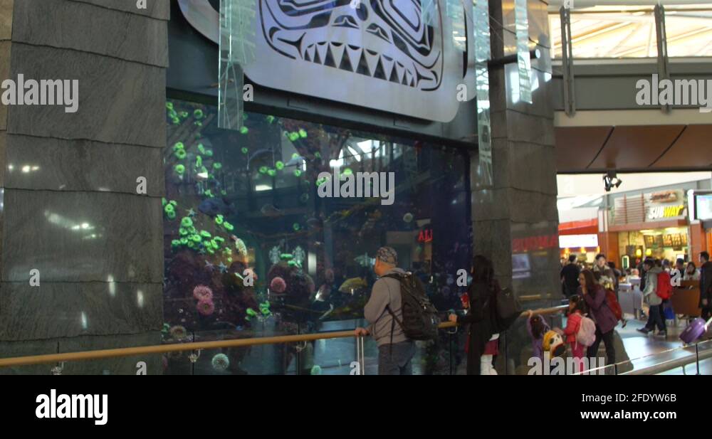 Vancouver airport fish tank Stock Videos & Footage HD and 4K Video