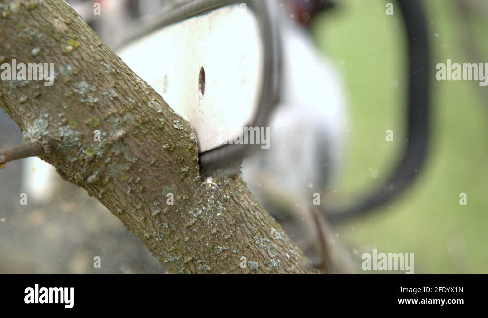 Tree cutting limb Stock Videos & Footage HD and 4K Video Clips Alamy