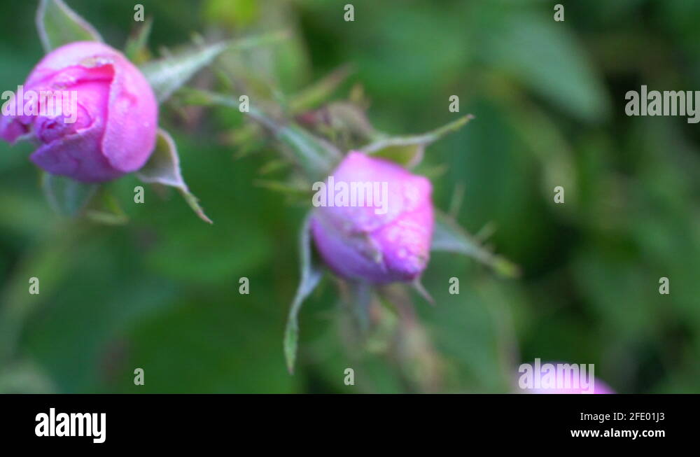 Rose bud to the left Stock Videos & Footage HD and 4K Video Clips Alamy