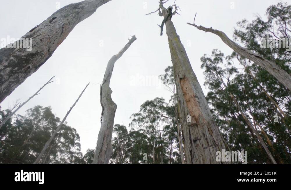 Dead eucalyptus tree Stock Videos & Footage HD and 4K Video Clips Alamy