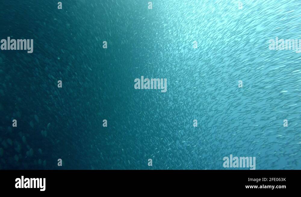 Sardine conservation Stock Videos & Footage HD and 4K Video Clips Alamy
