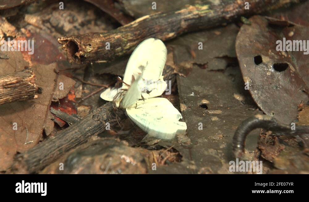 Eciton Army Ant Colony Many Ants Eating Chewing Killing Moth Insect