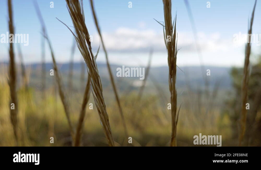 Plants with spikes Stock Videos & Footage - HD and 4K Video Clips - Alamy
