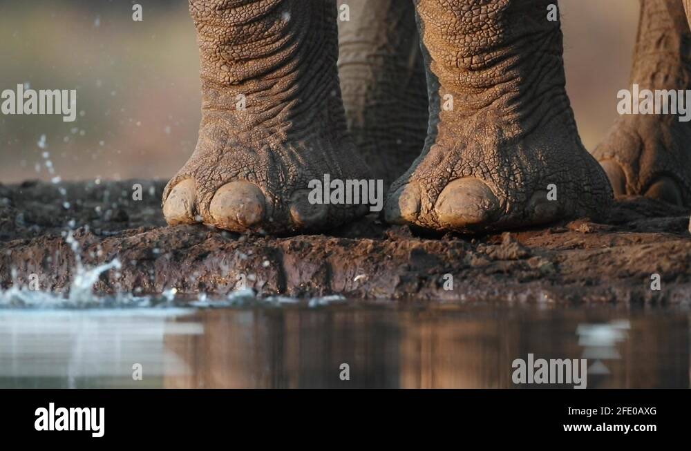 Elephant trunk dripping water Stock Videos & Footage HD and 4K Video