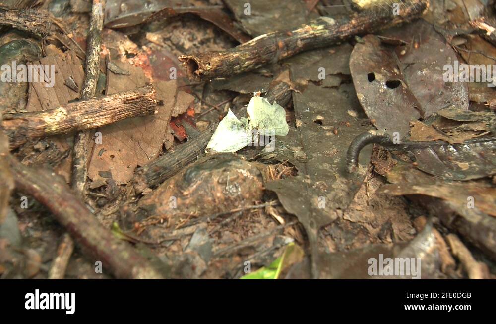 Eciton Army Ant Colony Many Ants Eating Chewing Dismembering Moth