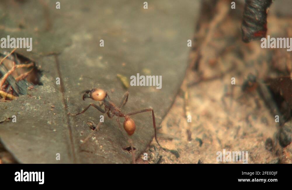 Eciton Army Ant Colony Many Ants Walking Moving Soldier Worker Caste Sizes Types Stock Video