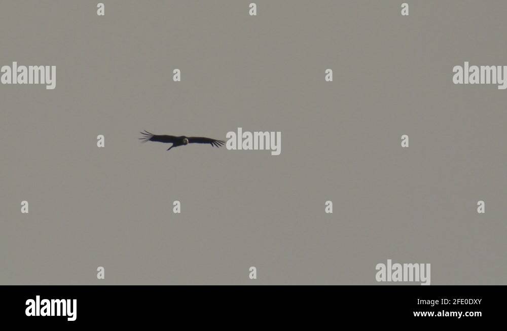 Gliding condor Stock Videos & Footage HD and 4K Video Clips Alamy