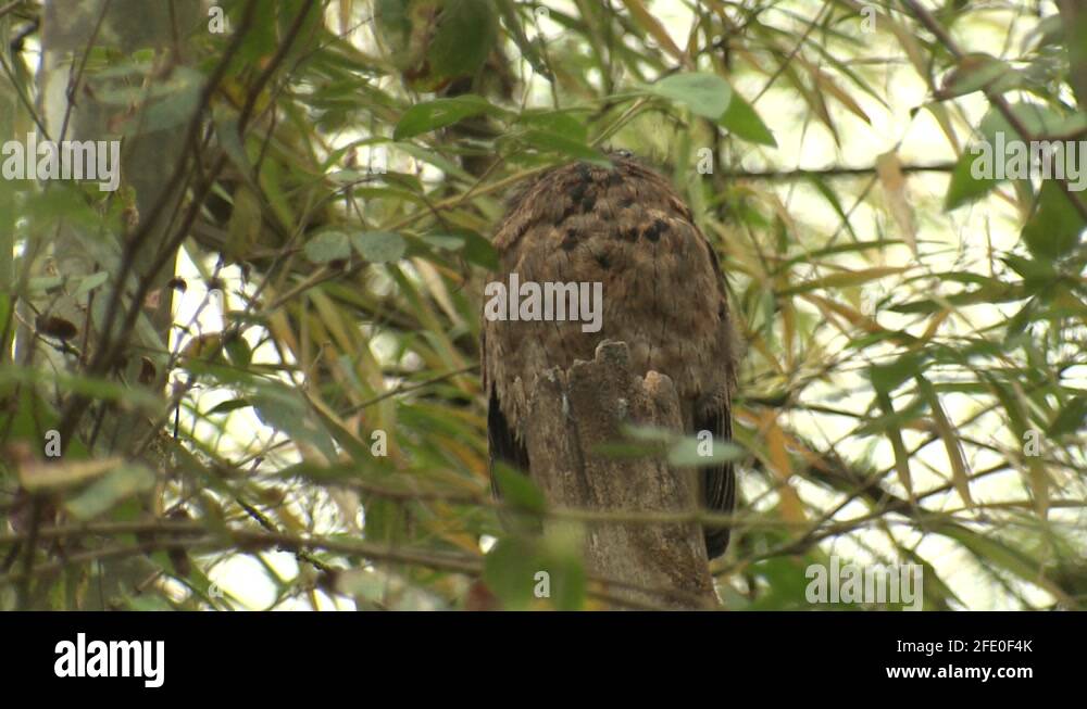 Great Potoo Bird Sleeping Resting on Stump in Jungle Stock Video Footage Alamy
