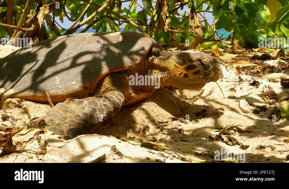 Digging nest Stock Videos & Footage - HD and 4K Video Clips - Alamy