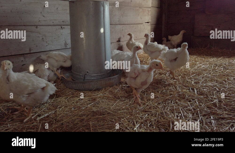 Young Chicken Resting And Feeding Inside The Poultry House With Straw