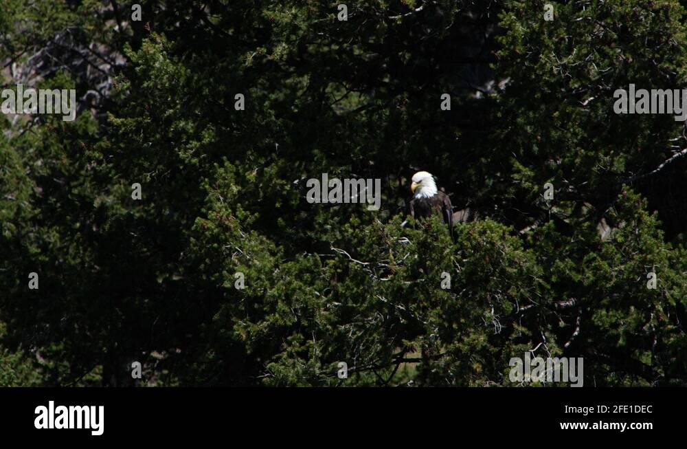 Bald eagle pine tree Stock Videos & Footage - HD and 4K Video Clips - Alamy