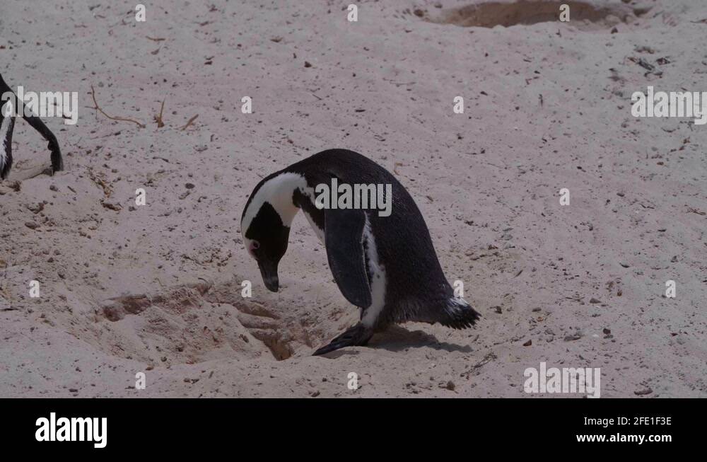 Emperor penguin egg Stock Videos & Footage - HD and 4K Video Clips - Alamy