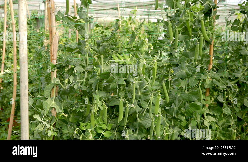 Green peas plantation Stock Videos & Footage HD and 4K Video Clips