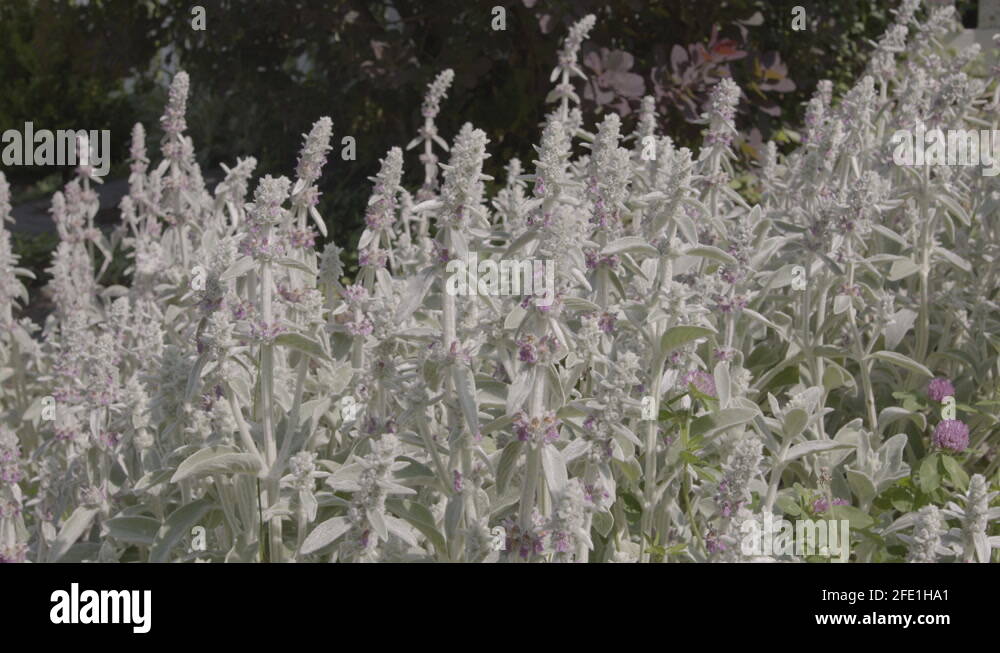 Lambs ear flowers Stock Videos & Footage HD and 4K Video Clips Alamy