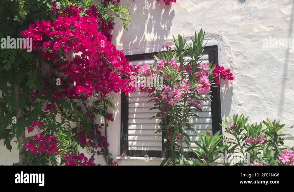 Bougainvillea pink and white Stock Videos & Footage - HD and 4K Video