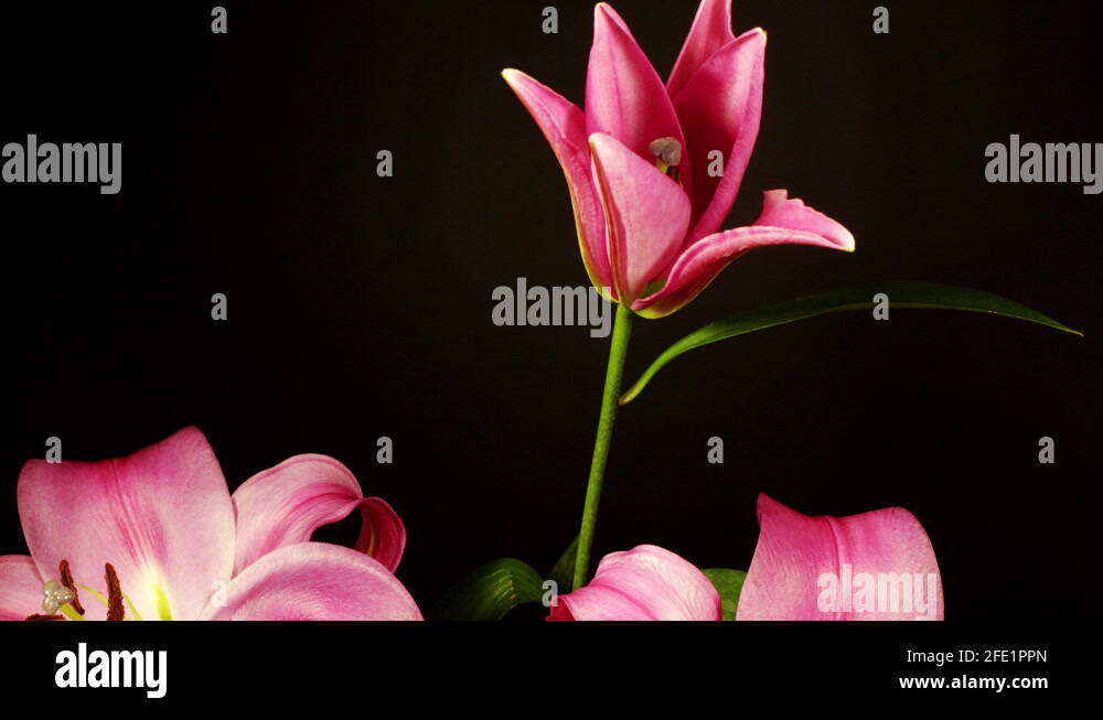 Loopable video of lily flowers opening and closing Stock Video Footage