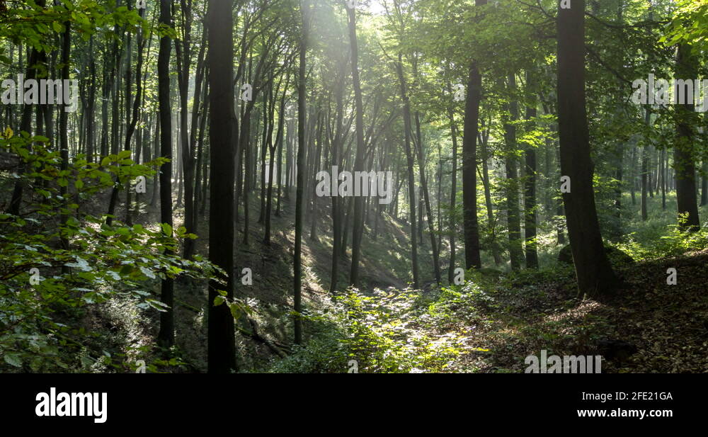 Rising sun rays Stock Videos & Footage - HD and 4K Video Clips - Alamy