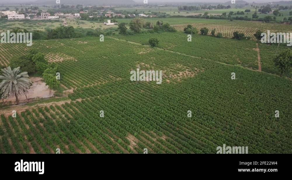 Farming in karnataka Stock Videos & Footage HD and 4K Video Clips Alamy