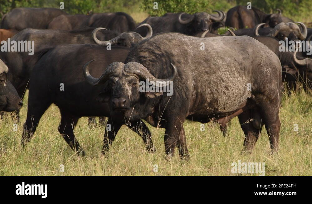 Boss Cape buffalo male with massive horns and helmet watches toward
