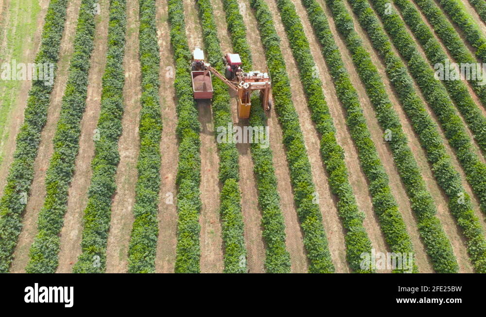 Mechanized harvesting Stock Videos & Footage HD and 4K Video Clips