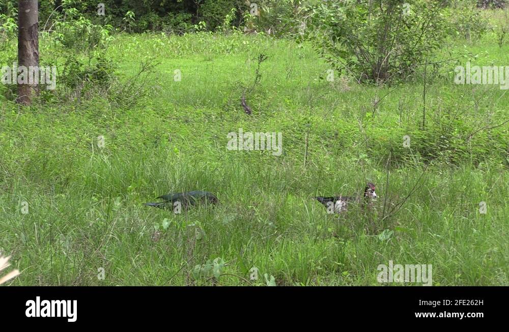 Adult drake muscovy duck Stock Videos & Footage HD and 4K Video Clips