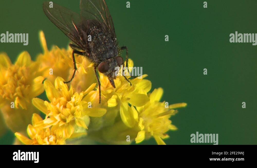 Insect eating flower Stock Videos & Footage HD and 4K Video Clips Alamy