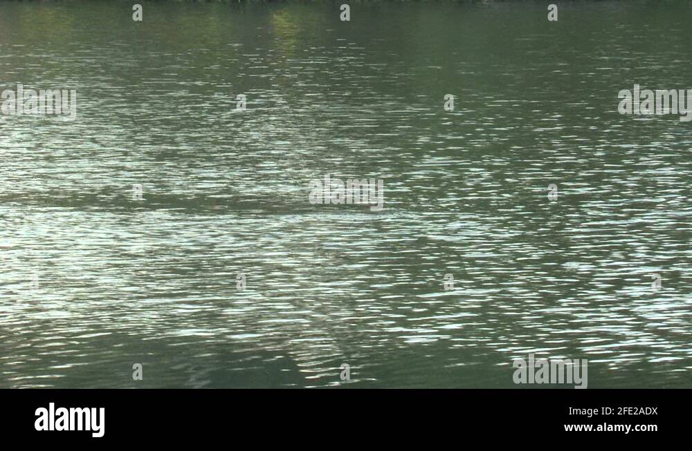 Fish kill lake Stock Videos & Footage HD and 4K Video Clips Alamy