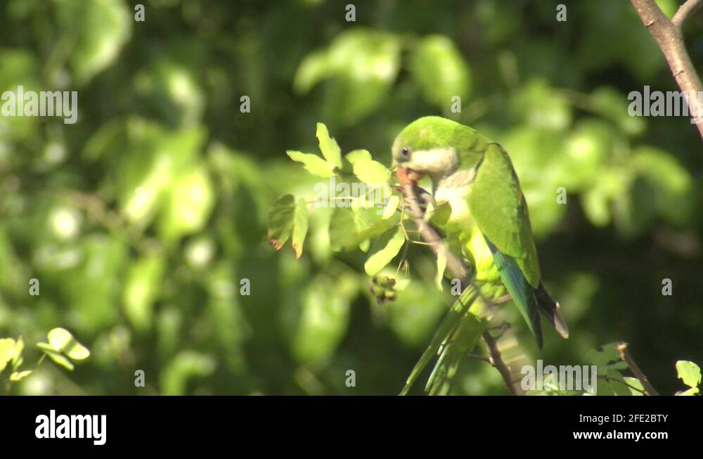 Nesting parrot Stock Videos & Footage HD and 4K Video Clips Alamy