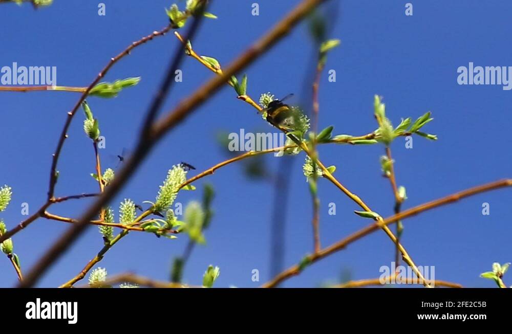 Catkin ament spring Stock Videos & Footage HD and 4K Video Clips Alamy