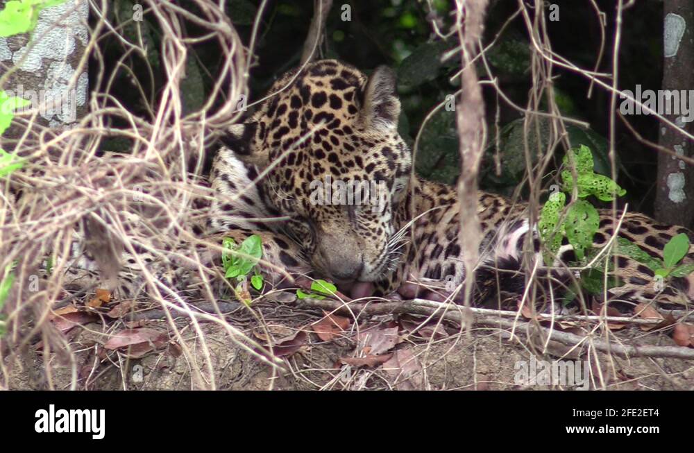 Jaguar cleaning Stock Videos & Footage HD and 4K Video Clips Alamy