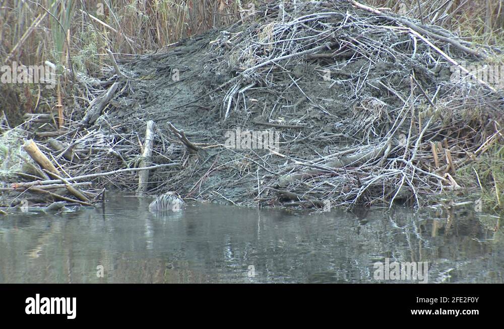 American beaver den Stock Videos & Footage HD and 4K Video Clips Alamy