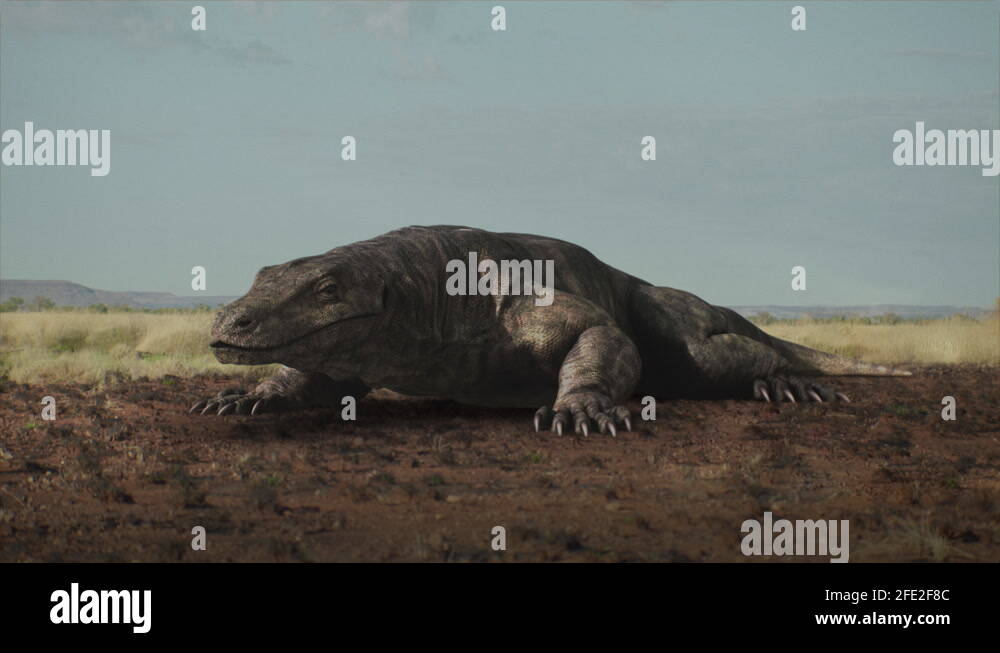 Australian predator Stock Videos & Footage HD and 4K Video Clips Alamy