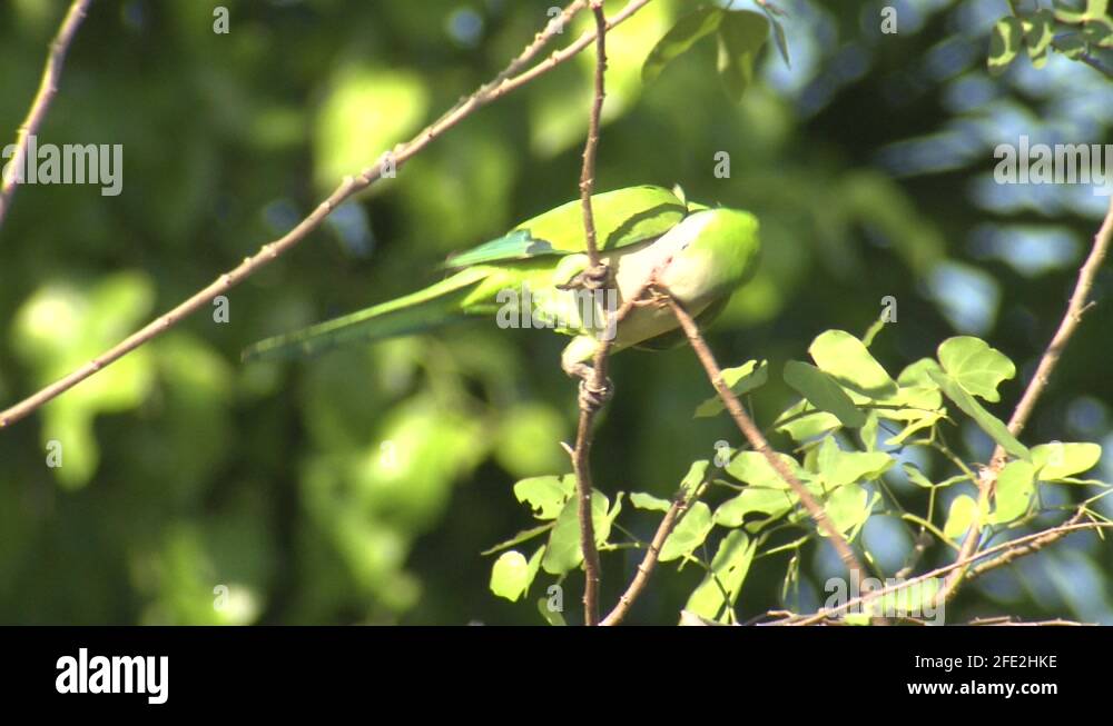 Monk Parakeet Bird Parakeets Collecting Carrying Nesting Material Stick ...