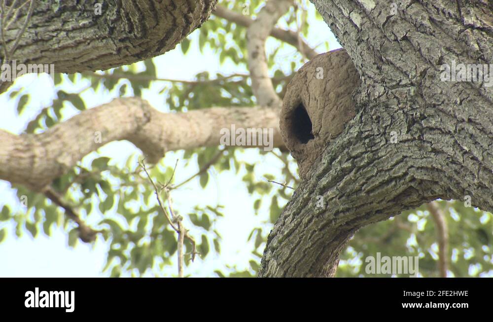 Rufous Hornero Bird Nesting in Mud Clay Oven Nest Home in Tree Branch