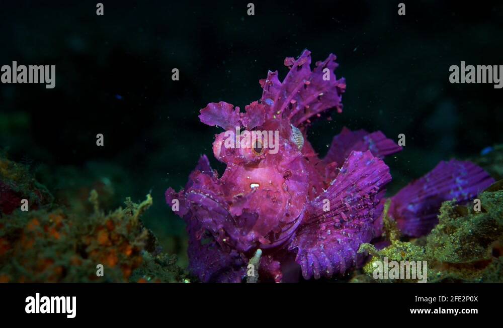 Rhinopias frondosa purple Weedy Scorpionfish with parasite Lembeh 4k