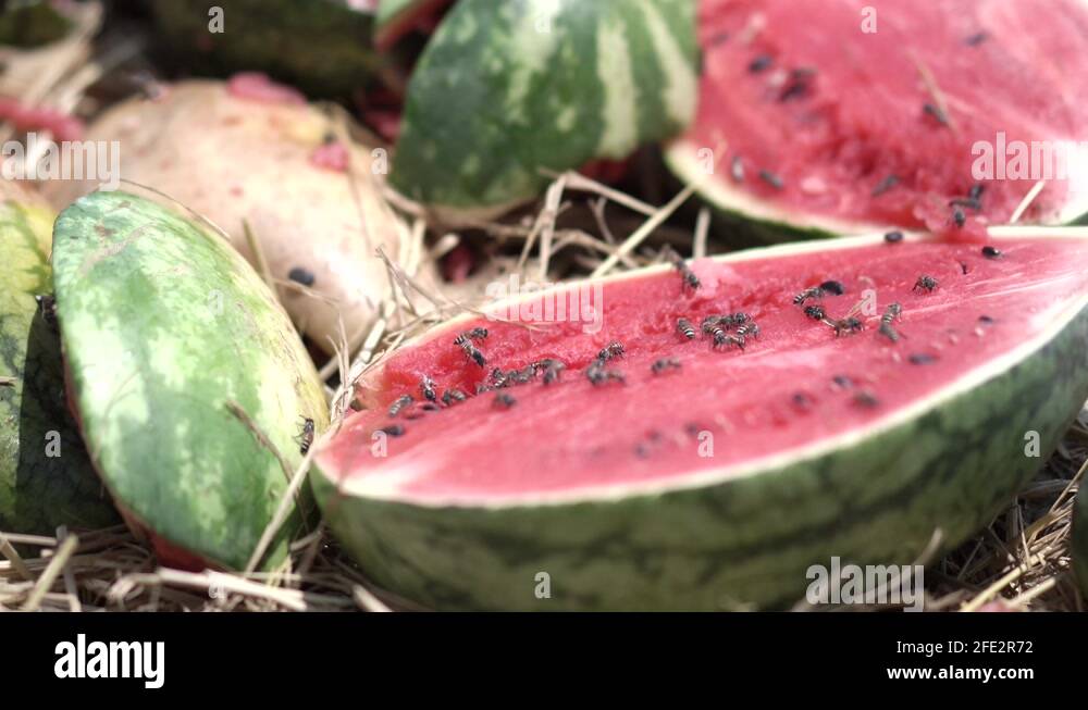 Rotten watermelon Stock Videos & Footage HD and 4K Video Clips Alamy